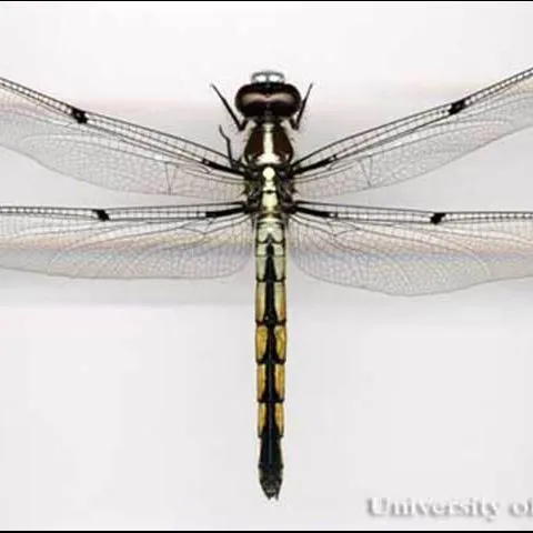 thumbnail for publication: Libellule et Demoisells (Insecta: Ordre des Odonates)